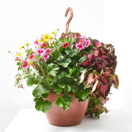 PLANTAS VARIADAS MACETA 5L COLGADOR