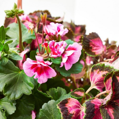 PLANTAS VARIADAS MACETA 5L COLGADOR