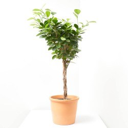 FICUS MOCLAMEN TRENZADO MACETA 17CM