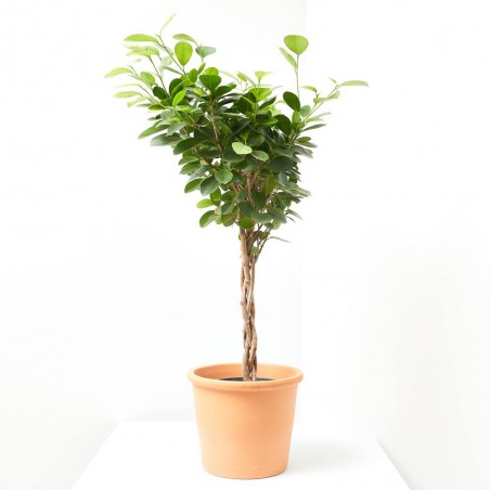 FICUS MOCLAMEN TRENZADO MACETA 17CM