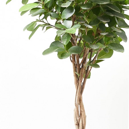 FICUS MOCLAMEN TRENZADO MACETA 17CM