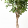 FICUS MOCLAMEN TRENZADO MACETA 17CM
