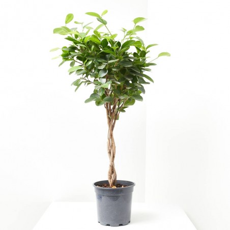 FICUS MOCLAMEN TRENZADO MACETA 17CM