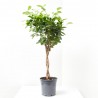 FICUS MOCLAMEN TRENZADO MACETA 17CM