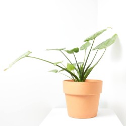 ALOCASIA CUCULLATA MACETA 10L