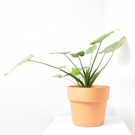 ALOCASIA CUCULLATA MACETA 10L