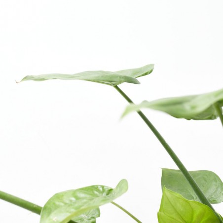 ALOCASIA CUCULLATA MACETA 10L