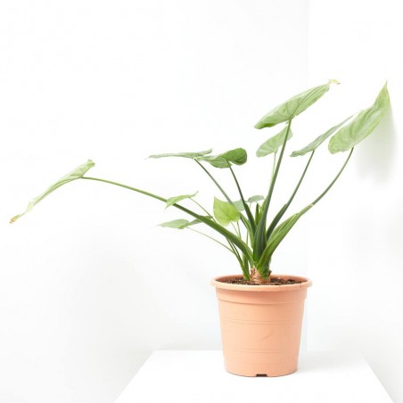 ALOCASIA CUCULLATA MACETA 10L