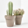 CACTUS COLUMNAR MACETA 16CM