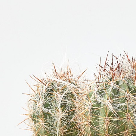 CACTUS COLUMNAR MACETA 16CM
