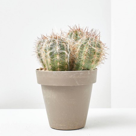 CACTUS COLUMNAR MACETA 16CM