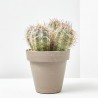 CACTUS COLUMNAR MACETA 16CM
