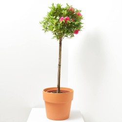 AZALEA JAPONICA ROSA KING LV 12 MEDIO TALLO