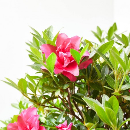 AZALEA JAPONICA ROSA KING LV 12 MEDIO TALLO