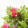 AZALEA JAPONICA ROSA KING LV 12 MEDIO TALLO