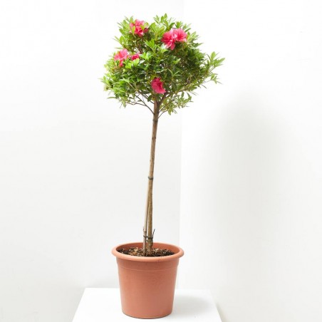 AZALEA JAPONICA ROSA KING LV 12 MEDIO TALLO