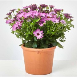 MARGARITA DIMORFOTECA