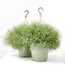 PANICULATA TARRINA 22CM