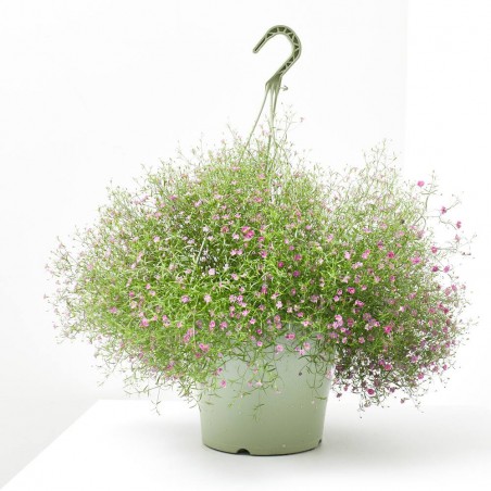 PANICULATA TARRINA 22CM