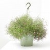 PANICULATA TARRINA 22CM