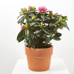 RHODODENDRO EXTRA MACETA 20CM
