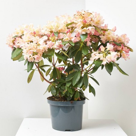RHODODENDRO EXTRA MACETA 20CM