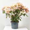RHODODENDRO EXTRA MACETA 20CM