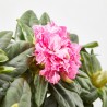 RHODODENDRO EXTRA MACETA 20CM