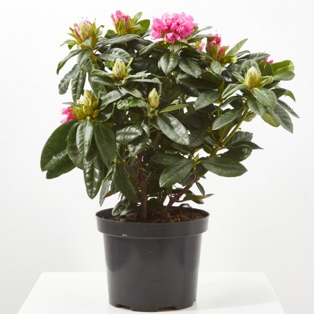 RHODODENDRO EXTRA MACETA 20CM