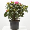 RHODODENDRO EXTRA MACETA 20CM