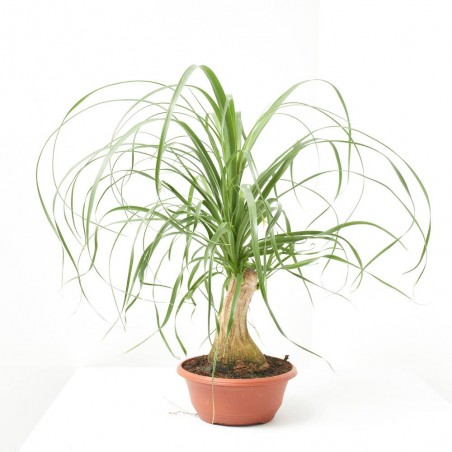 BEAUCARNEA TRONCO RECTO TARRINA 17CM