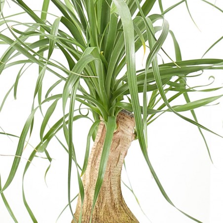 BEAUCARNEA TRONCO RECTO TARRINA 17CM