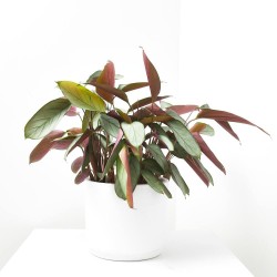 PLANTA VERDE CTENANTHE LUBBERSIANA