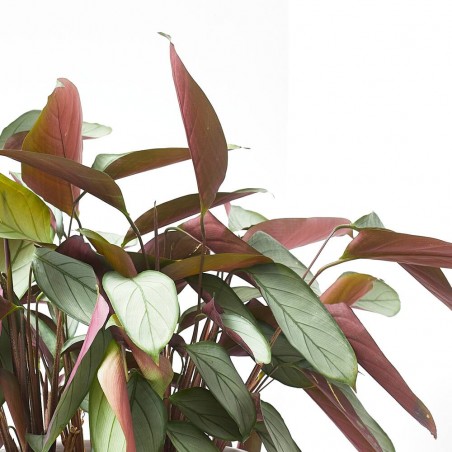 PLANTA VERDE CTENANTHE LUBBERSIANA