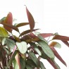 PLANTA VERDE CTENANTHE LUBBERSIANA