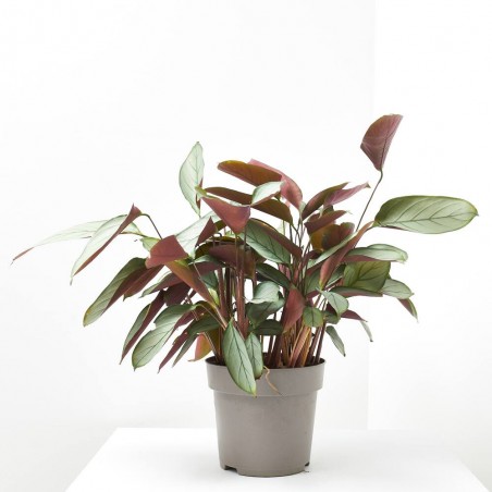 PLANTA VERDE CTENANTHE LUBBERSIANA
