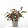 PLANTA VERDE CTENANTHE LUBBERSIANA