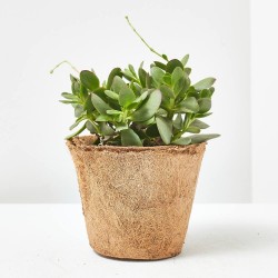 CRASAS MACETA COCO M-14 LOULOU