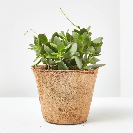 CRASAS MACETA COCO M-14 LOULOU