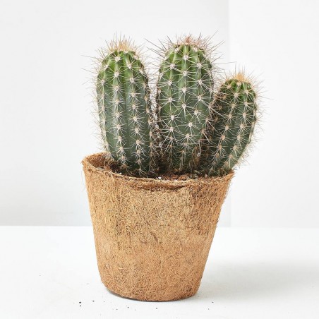 CACTUS MACETA COCO M-14 LOULOU