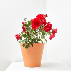 ROSAL SEVILLANA MACETA 3 LITROS