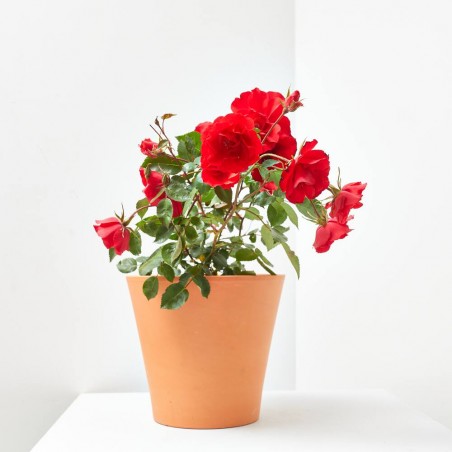 ROSAL SEVILLANA MACETA 3 LITROS