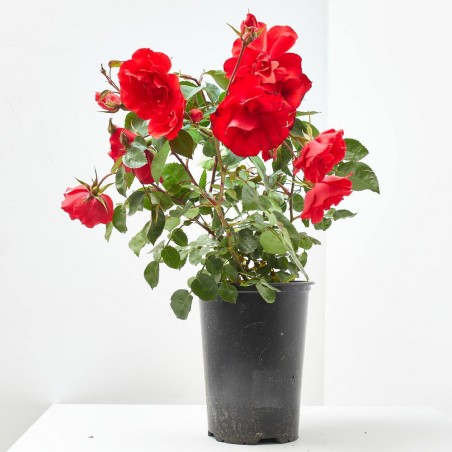 ROSAL SEVILLANA MACETA 3 LITROS