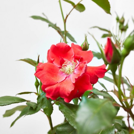 ROSAL SEVILLANA MACETA 3 LITROS