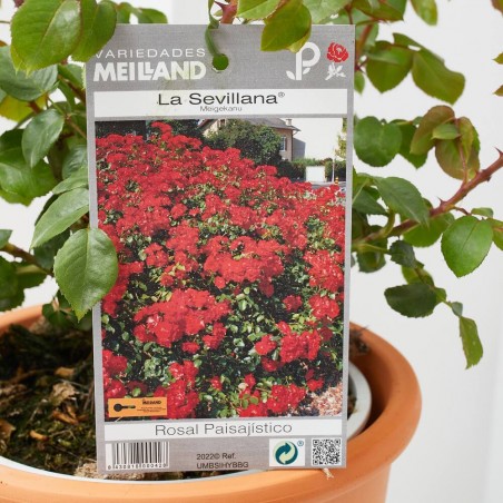 ROSAL SEVILLANA MACETA 3 LITROS