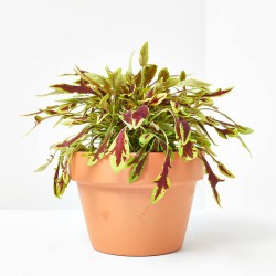 COLEO LE FREAK MACETA 13CM