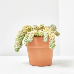 SEDUM BURRITO MACETA 14CM