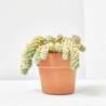 SEDUM BURRITO MACETA 14CM