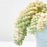 SEDUM BURRITO MACETA 14CM