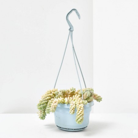 SEDUM BURRITO MACETA 14CM